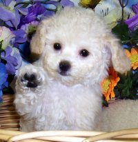 Adorable